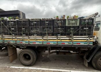 Operação contra falsificação de bebidas termina com 5 presos e 510 mil garrafas apreendidas