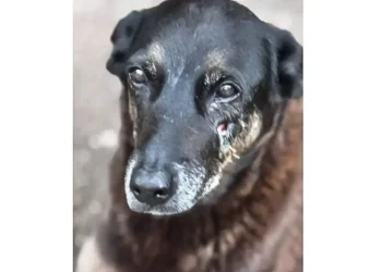 Caso Orelha: o que se sabe até agora sobre a morte do cão em Santa Catarina