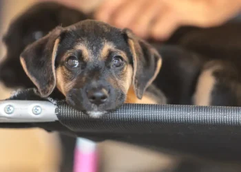 Saiba como educar crianças e adolescentes para respeitar os animais