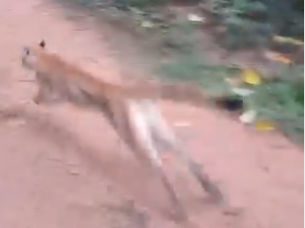 Onça-parda é devolvida à natureza após ser resgatada em empresa de Marília