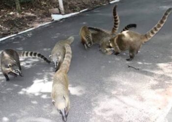 Presença de quatis no Bosque Municipal de Marília acende alerta para conscientização