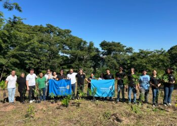 Marília mantém convênio de arborização com concessionária para prevenir quedas