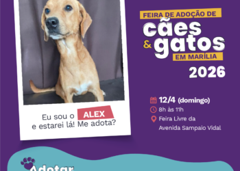 Concessionária realiza mais uma edição da Feira de Adoção em Marília neste domingo, dia 12