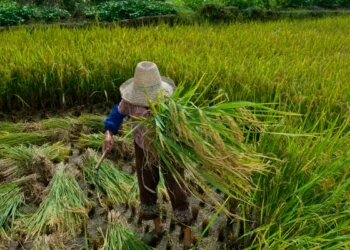 Garantia de direitos trabalhistas no campo ainda enfrenta desafios