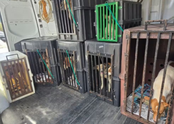 Homem é preso por manter 8 cães em situação de maus-tratos na zona norte de Marília