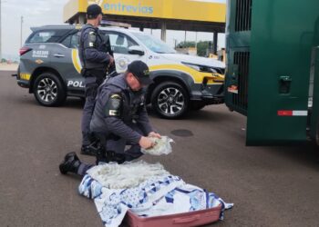 TOR prende mulher com mais de 16 quilos de skunk em Marília