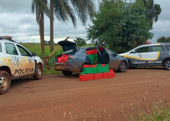 Polícia Rodoviária apreende mais de mil tabletes de maconha em Palmital