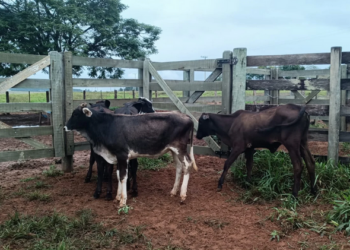 Polícia Militar recupera animais furtados em propriedade rural