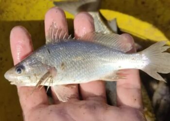 Contaminação de mineradoras está deformando peixes no Espírito Santo