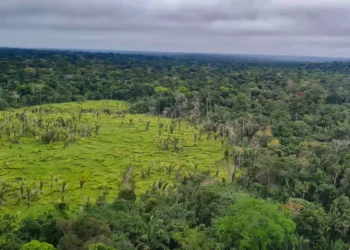 Imazon aponta desmatamento zero em 60% de terras indígenas na Amazônia