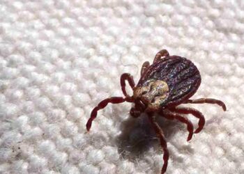 São Paulo registra 18 mortes por febre maculosa em 19 casos confirmados