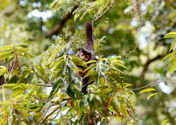 Entidades propõem reconhecimento de direitos da natureza