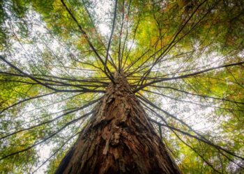 A árvore certa no lugar certo: como a arborização transforma as cidades