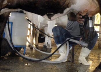 Produção de leite bate recorde mesmo com redução de vacas ordenhadas
